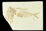 Fossil Fish (Diplomystus) - Green River Formation #148548-1